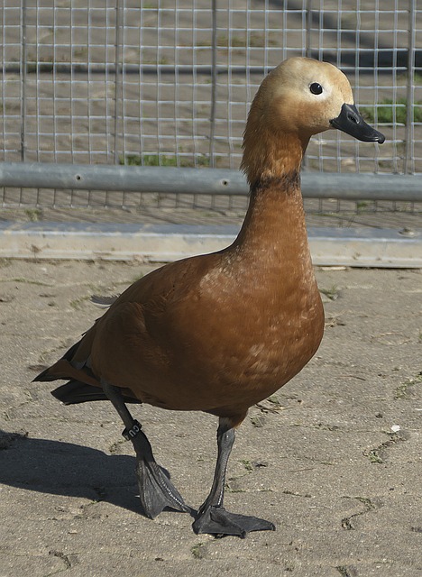 串進攻